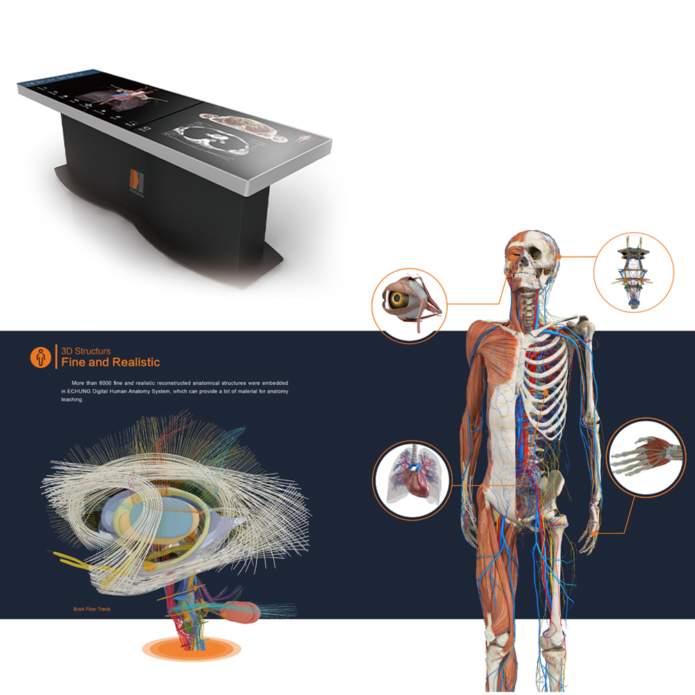 Digital Human Anatomy System Anatomage 3D Body Virtual Autopsy Table for School