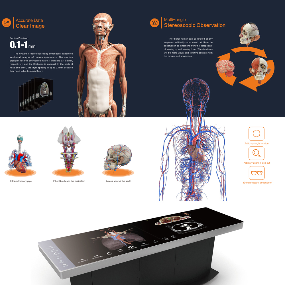 Digital Human Anatomy System Anatomage 3D Body Virtual Autopsy Table for School